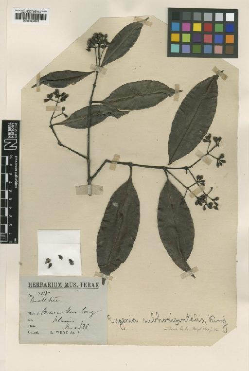 Eugenia subhorizontalis King - BM000944073