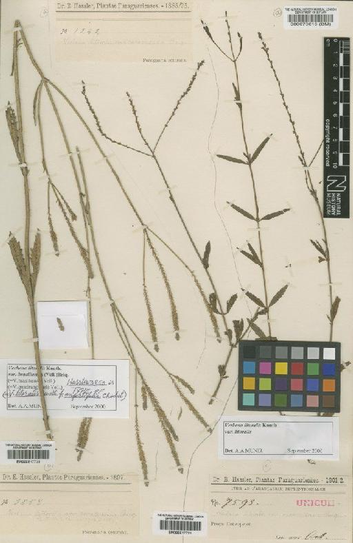 Verbena litoralis Kunth - BM000817722