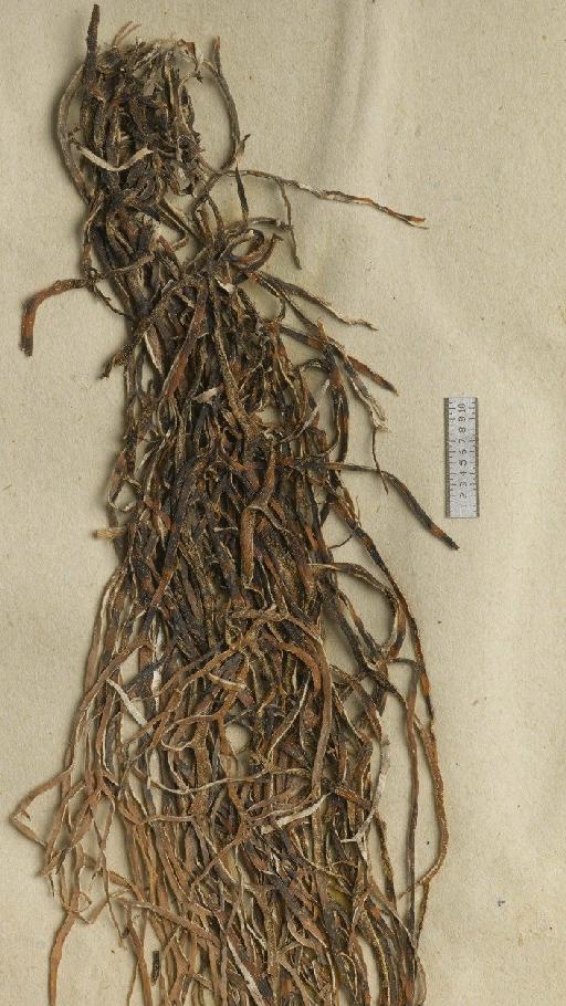 Ramalina protensa (Nyl.) Zahlbr. - BM001106919_a