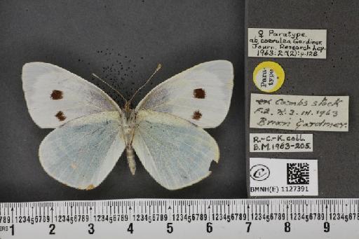 Pieris brassicae ab. coerulea Gardiner, 1963 - BMNHE_1127391_84578