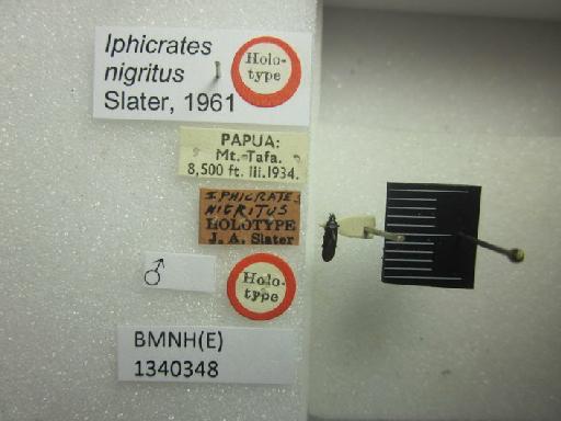Iphicrates nigritus Slater, 1961 - Iphicrates nigritus-BMNH(E)1340348-Holotype male dorsal & labels