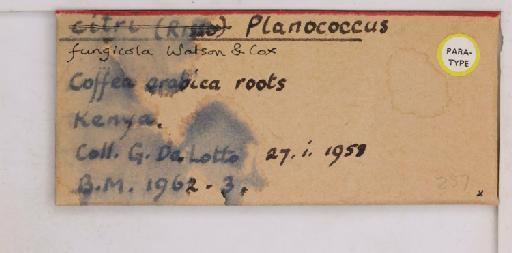 Planococcus fungicola Watson & Cox, 1990 - 010166955_additional