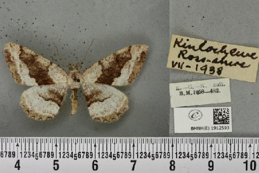 Alcis repandata repandata ab. mendeli Williams, 1950 - BMNHE_1912593_478688