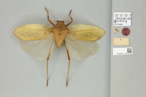 Phyllophorina phillipinica (von Wattenwyl, 1898) - 012498142_reverse_1