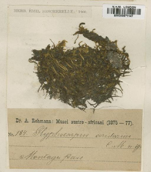 Bartramia aristaria Müll.Hal. - BM000871147