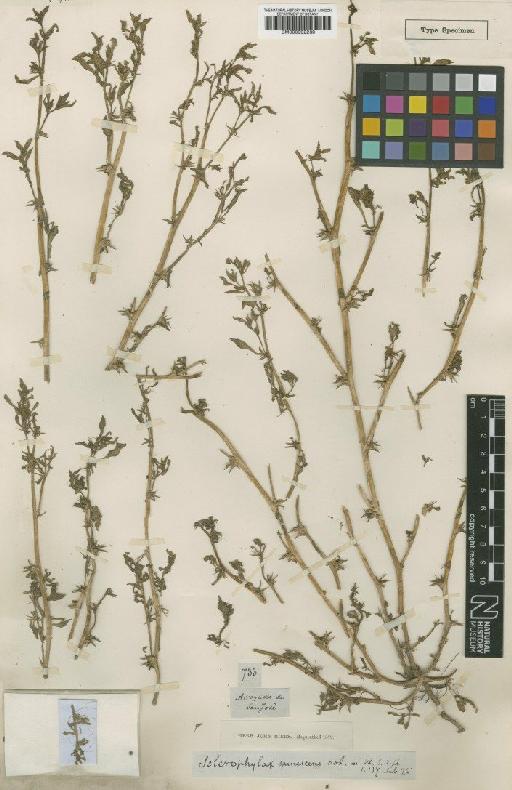 Sclerophylax spinescens Miers - BM000992230