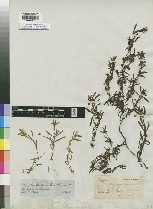 Antiphytum linifolium DC. - Spruce - BM000778747
