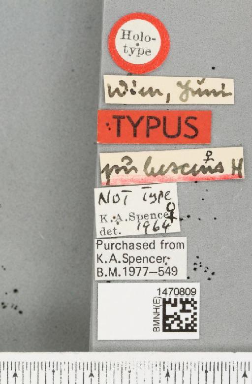 Melanagromyza pubescens Hendel, 1923 - BMNHE_1470809_label_46332