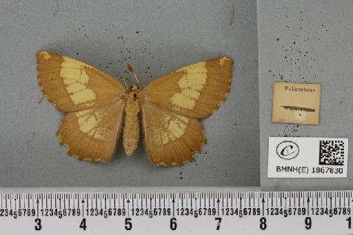 Angerona prunaria (Linnaeus, 1758) - BMNHE_1867830_440307