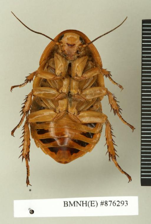 Parahormetica cicatricosa Saussure, 1869 - Parahormetica cicatricosa Saussure, 1869, female, non type, ventral. Photographer: Edward Baker. BMNH(E)#876293