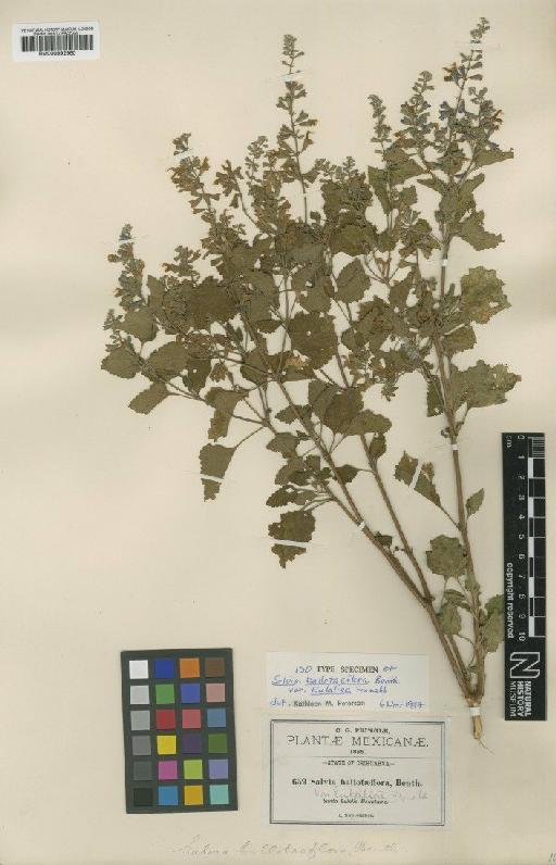 Salvia ballotiflora Benth. - BM000992960