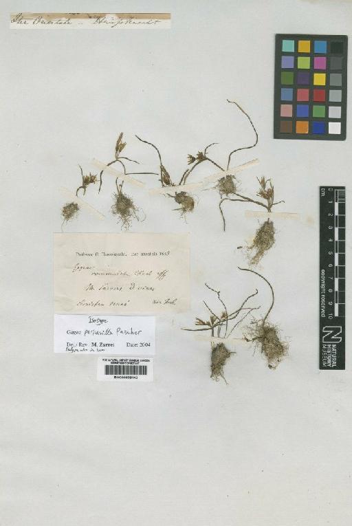 Gagea perpusilla Pascher - BM000838142