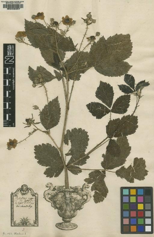 Rubus fruticosus L. - BM000628637