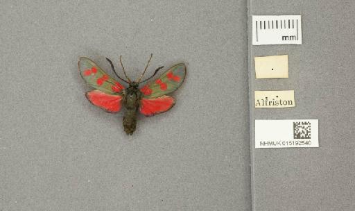 Zygaena (Zygaena) filipendulae stephensi Dupont, 1900 - 015192540_additional
