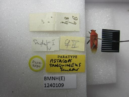 Astacops sanguineus Scudder, 1963 - Astacops sanguineus-BMNH(E)1240109-Paratype  dorsal & labels 2