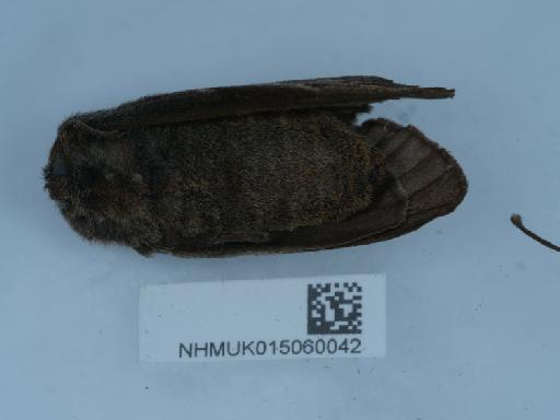 Macrothylacia rubi (Linnaeus, 1758) - 015060042_2
