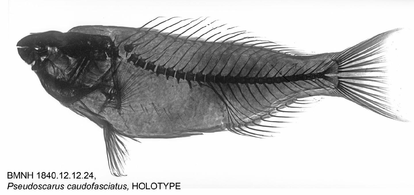 To NHMUK collection (Pseudoscarus caudofasciatus Günther, 1862; HOLOTYPE; NHMUK:ecatalogue:2575977)