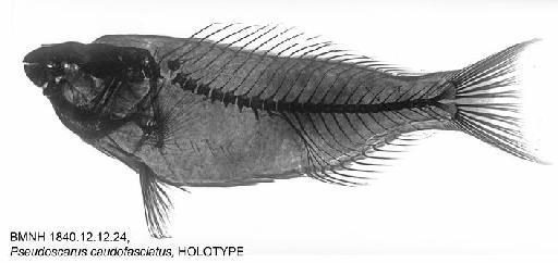 Pseudoscarus caudofasciatus Günther, 1862 - BMNH 1840.12.12.24, Pseudoscarus caudofasciatus, HOLOTYPE, Radiograph