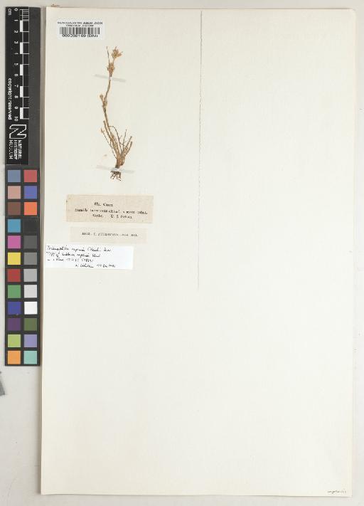 Trianoptiles capensis (Steud.) Harv. - BM000092189