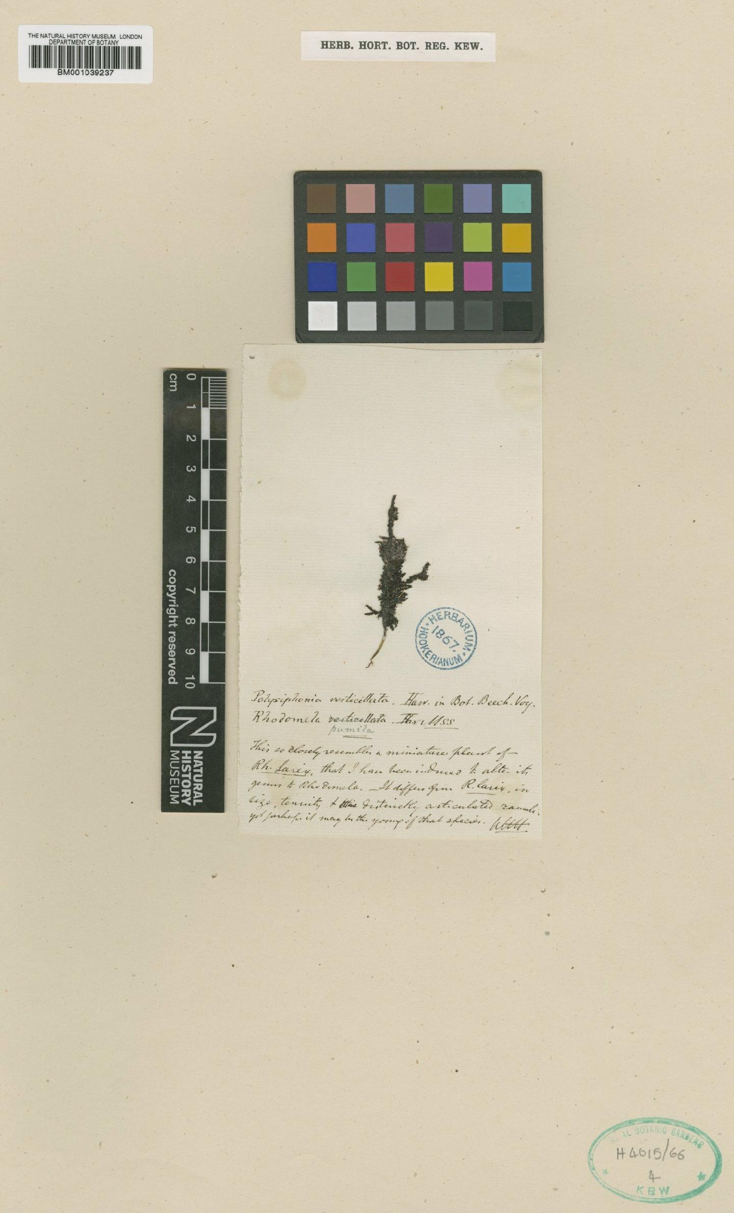 To NHMUK collection (Herposiphonia verticillata (Harv.) Kylin; TYPE; NHMUK:ecatalogue:710407)