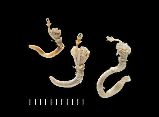 Hydroides homoceros (Monro, 1938) - Polychaete type specimen; Serpullidae; 1924.6.13.147 view 2