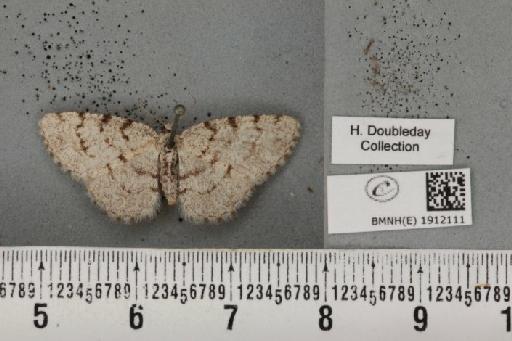 Aethalura punctulata (Denis & Schiffermüller, 1775) - BMNHE_1912111_485103