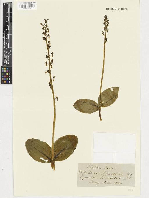 Neottia ovata (L.) Rich. - BM001117249