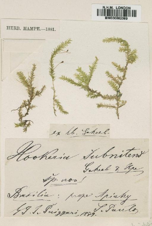 Lepidopilidium nitens (Hornsch.) Broth. - BM000862089