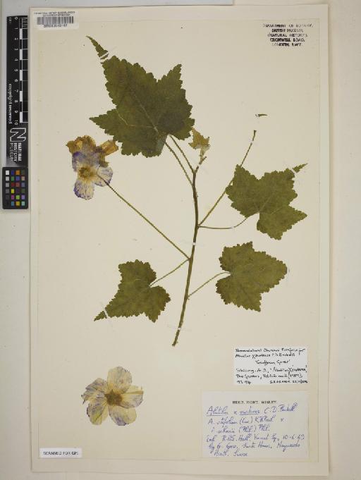 Corynabutilon × suntense (C.D.Brickell) Fryxell - BM000645167