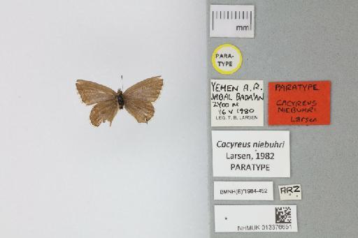 Cacyreus niebuhri Larsen, 1982 - 013376651_Cacyreus_niebuhri_Larsen_1982_PT