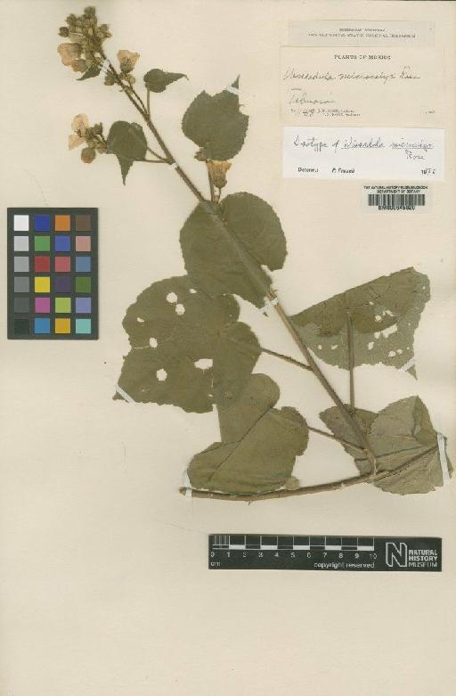 Allowissadula floribunda (Schltr.) Fryxell - BM000645020