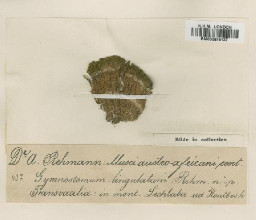 Gymnostomum lingulatum Rehm. exSim - BM000878137