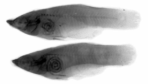 Aliteranodon rostratus Meinema & Huber, 2023 - BMNH 1962.4.4.1-2 Pantanodon podoxys