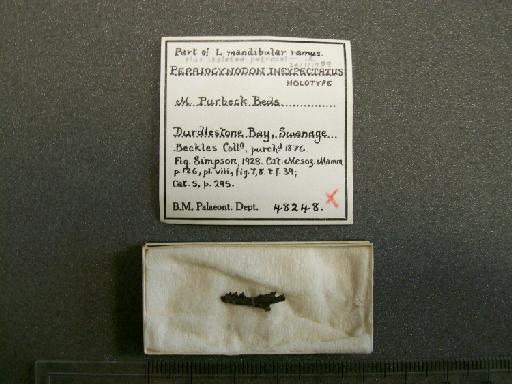 Peraiocynodon inexpectatus Simpson, 1928 - NHMUK PV OR 48248