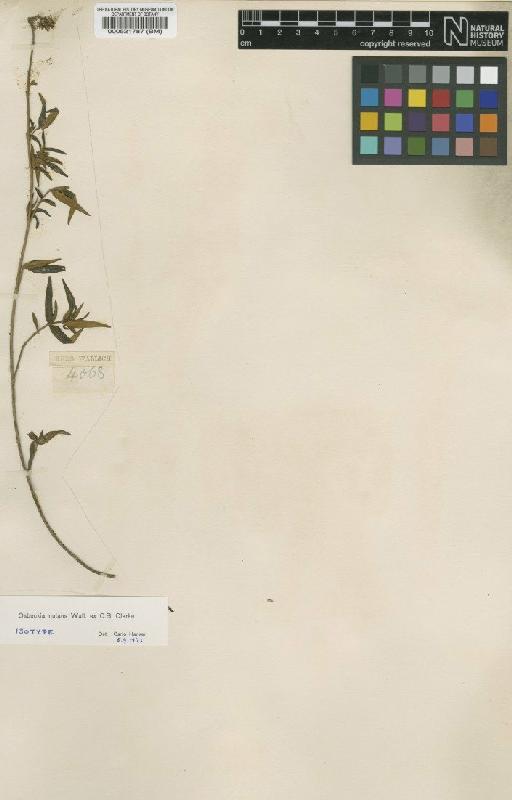 Osbeckia mutans Wall. ex C.B.Clarke - BM000521787