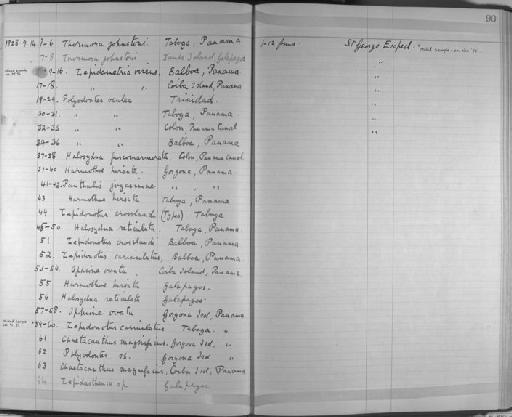 Lepidasthenia - Zoology Accessions Register: Annelida & Echinoderms: 1924 - 1936: page 90