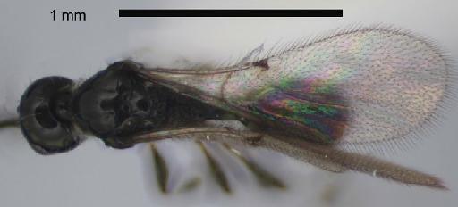 Spilomicrus carolae Early, J.W., 1980 - Spilomicrus from Hydrellia from Crassula helmsii