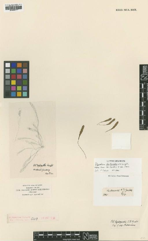 Grammitis leptopodon (C.H.Wright) Copel. - BM000937477