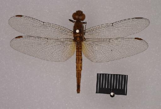 Neurothemis disparilis Kirby, 1889 - BMNHE_1683219-Neurothemis_disparilis-allotype-dorsal_habitus