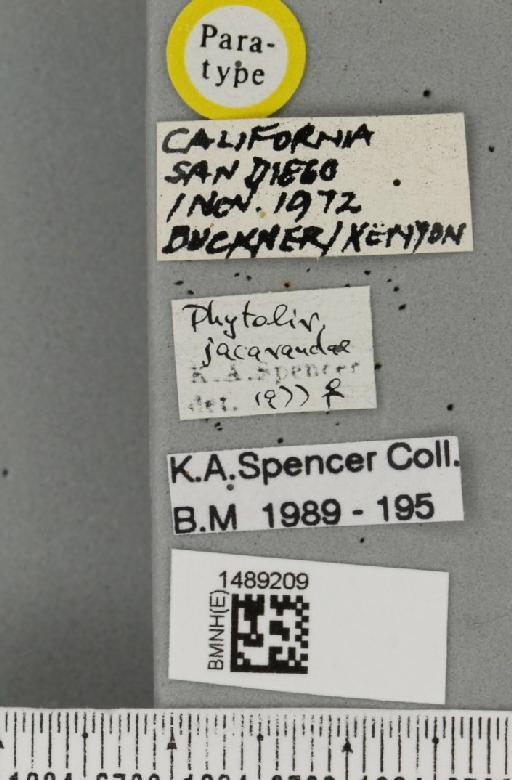 Phytoliriomyza jacarandae Spencer & Steyskal, 1978 - BMNHE_1489209_label_52733