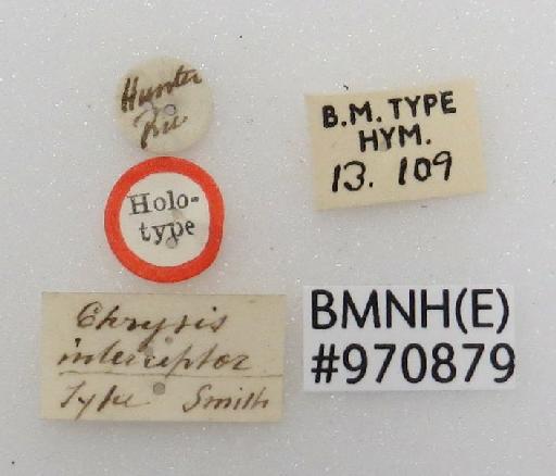 Chrysis interceptor Smith, F., 1874 - Chrysis_interceptor-BMNH(E)#970879_type-labels