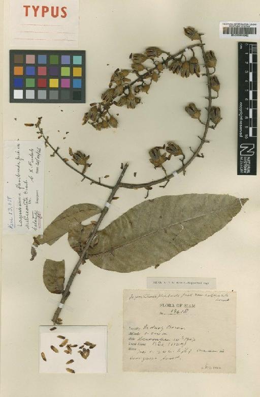 Lagerstroemia floribundae var. subecostata Craib - BM000944562