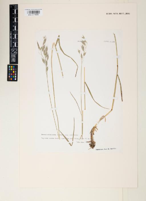 Bromus commutatus Schrad. - 015149690