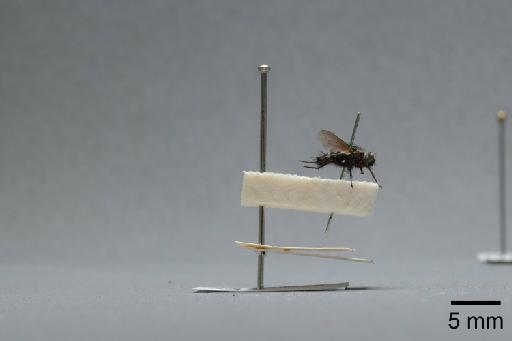 Sarcophaga (Myorhina) nigriventris Meigen, 1826 - 015092048_lateral
