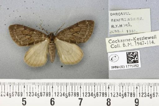 Thera obeliscata ab. obliterata Buchanan White, 1878 - BMNHE_1775052_338847