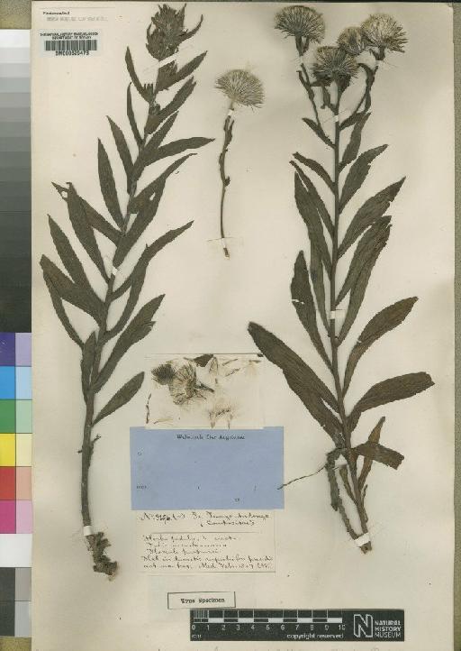 Vernonia musafensis var. miamensis (Moore) Pope - BM000629473