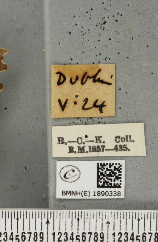 Odontopera bidentata (Clerck, 1759) - BMNHE_1890338_label_452426