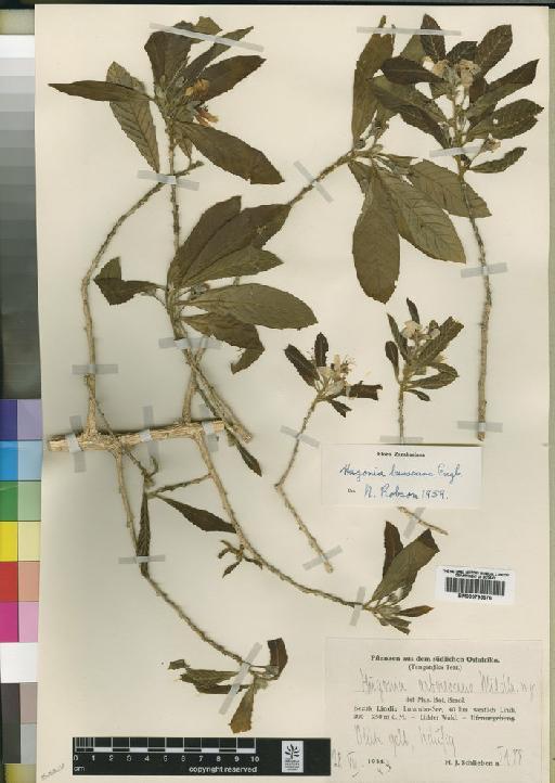 Hugonia orientalis Engl. - BM000795676