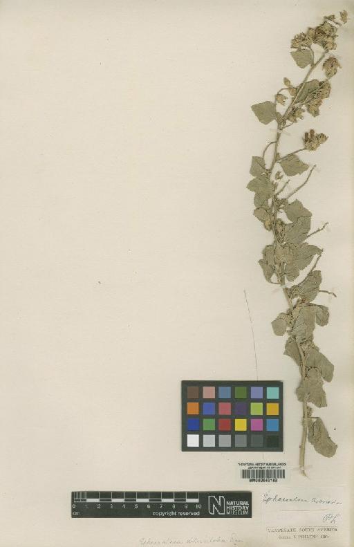 Sphaeralcea obtusiloba G.Don - BM000645182