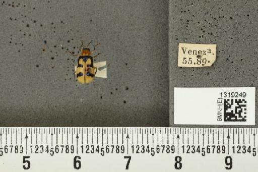 Diabrotica gratiosa Baly, 1886 - BMNHE_1319249_17815